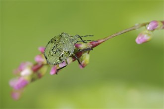 Green stink bug or green shield bug (Palomena prasina), nymph, North Rhine-Westphalia, Germany,