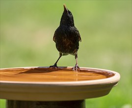 Common starling (Sturnus vulgaris) at a bird bath, Lower Saxony, Germany, Europe