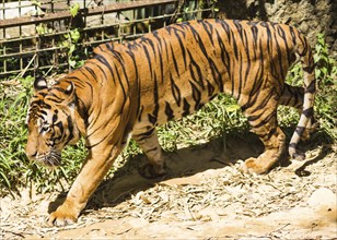 Walking tiger in a zoo in malaysia