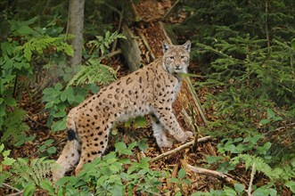 Eurasian lynx (Lynx lynx) s in autumn forest, Bavarian Forest National Park