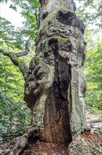 The Sababurg primeval forest, or primeval forest in the Reinhardswald, is a 95-hectare biotope