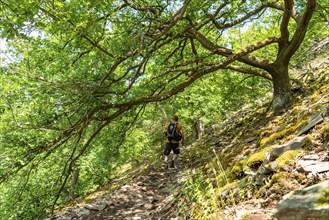 The Knorreichenstieg, part of the Urwaldsteig Edersee hiking trail, in the Kellerwald-Edersee