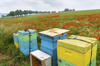 Beehives, beekeeping in a cornfield with blooming poppies, near Warstein, Sauerland, North