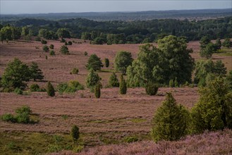 Flowering heath, heather and juniper bushes, near Wilseder Berg, in the Lüneburg Heath nature