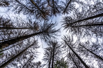 Forest dieback in the Arnsberg Forest, northern Sauerland, dead spruce trees, North