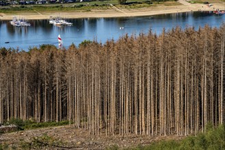 Forest dieback in the Arnsberg Forest, northern Sauerland, dead spruce trees, partly cleared