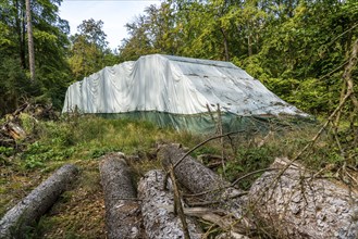 Trees are wrapped in foil, experiment of the Arnsberg Forest Training and Experimental Forestry