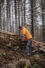 Reforestation in the Arnsberg Forest near Warstein-Sichtigvor, Soest district, forestry workers