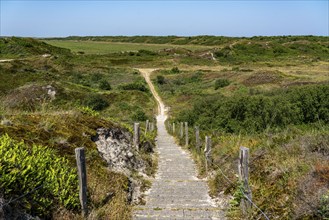 North Sea island Langeoog, early summer, dune landscape in the centre of the island, view from the