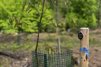 Cemetery forest, burial place in the forest, in biodegradable urns, under trees, Niederkrüchten,