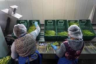 Asparagus farm, green asparagus is washed, cut and sorted by quality after harvesting, near