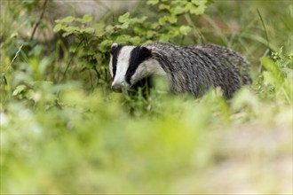 Badger curiously exploring the tall grass and surrounding vegetation, european badger (Meles