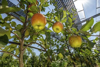 Agri-photovoltaic test plant, an apple tree plantation with two different systems of PV modules was