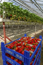 Freshly harvested strawberries, packed in boxes and crates for the consumer, strawberry cultivation