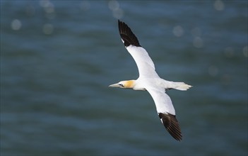 Northern Gannet, Morus bassanus, bird in flight over sea, Bempton Cliffs, North Yorkshire, England,