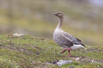 Pink-footed goose (Anser brachyrhynchus), Longyearbyen, Svalbard / Spitsbergen, Norway, Europe