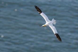 Northern Gannet, Morus bassanus, bird in flight over sea, Bempton Cliffs, North Yorkshire, England,