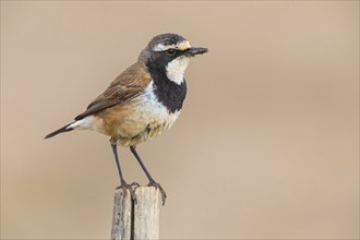 Wheatear, (Oenanthe pileata), on perch, Roads from Malgas to Bredasdorp, Malgas, Western Cape,