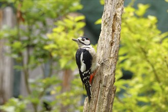 Great spotted woodpecker (Dendrocopos major) male sitting on dead wood in the forest, Animals,