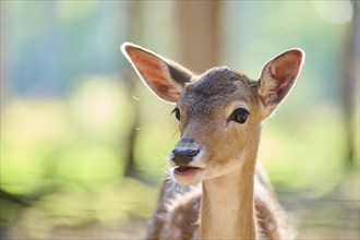 European fallow deer (Dama dama) youngster, portrait, in a forest, Bavaria, Germany, Europe