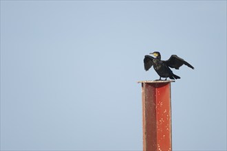 Great cormorant (Phalacrocorax carbo) adult bird drying its wings by stretching them on a metal