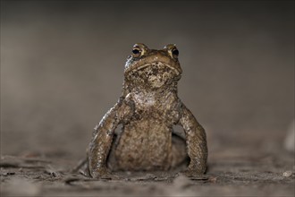 Common toad (Bufo bufo), single male, on the way to spawning waters, evening, toad migration,