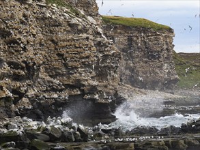 Black-legged kittiwake (Rissa tridactyla), breeding colony, on coastal cliffs of Arctic Ocean, May,