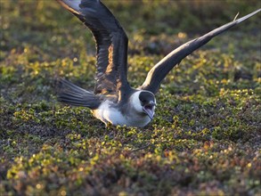 Arctic Skua (Stercorarius parasiticus), adult breeding bird feigning injury, broken wing act, to