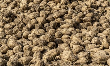 Agriculture, sugar beets are stacked at the edge of the field after harvesting, beet pile,