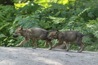 Two puppies running in the forest and happily exploring their surroundings, European gray wolf