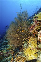 Black coral (Myriopathes myriophylla) Dried coral, horn coral, Pacific, Indian Ocean, Maldives,