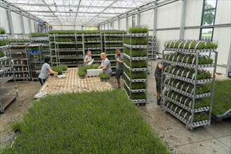 Horticultural business, lavender plants, in flower pots, outdoors, are packed to make them ready