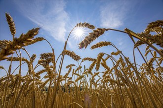 Wheat field, dried up and only low grown, due to the summer drought, drought, in East Westphalia