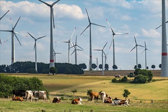 Wind farm near the East Westphalian town of Energiestadt Lichtenau, cows on a pasture, over 80 wind