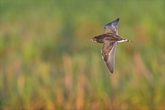 Ruff (Philomachus pugnax), male, flight photo, Narew, Bialystok, Podlasie, Poland, Europe