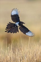 European magpie (Pica pica), flight photo, Hides de El Taray / Raptor Hide, Villafranca de los