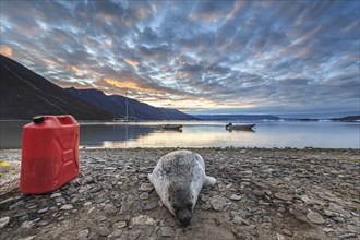 Seal killed by Inuit hunters lying on the shore of a fjord, mountains, Scoresby Sound, East