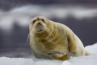 Bearded seal, (Erignathus barbatus), resting on an ice floe in the Antarctic, Svalbard Spitsbergen,