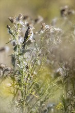 European goldfinch (Carduelis carduelis), Emsland, Lower Saxony, Germany, Europe