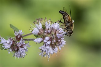 Drone fly (Eristalis interrupta) on water mint (Mentha aquatica), Emsland, Lower Saxony, Germany,