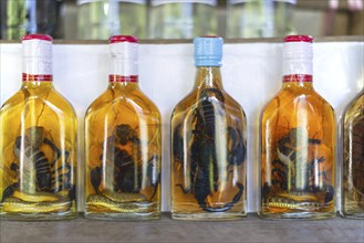 Choum, rice liquor, rice wine with pickled scorpions and snakes for sale, Laos, Asia