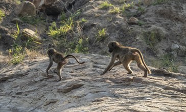 Chacma baboons (Papio ursinus), two cubs chasing each other over the rocks, Kruger National Park,