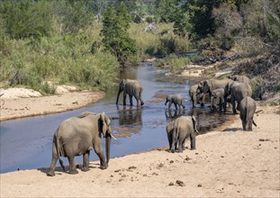 African elephant (Loxodonta africana), group crossing a river, Kruger National Park, South Africa,