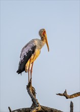 Yellow-billed stork (Mycteria ibis) sitting on a branch against a blue sky in the evening light,