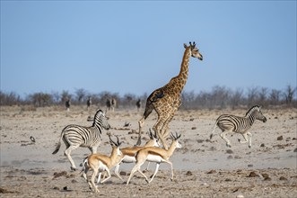 Group of animals fleeing, running away in fright, springboks (Antidorcas marsupialis), plains