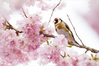 A european goldfinch (Carduelis carduelis) sitting between delicate pink cherry blossoms on a