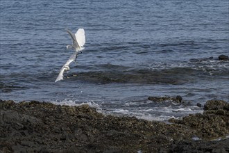 Little Egret (Egretta garzetta), fighting, Lanzarote, Canary Islands, Spain, Europe