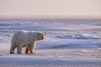 Polar bear (Ursus maritimus), standing in the snow, evening light, pack ice, Kaktovik, Arctic