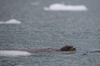 Bearded seal (Erignathus barbatus), Arctic Ocean, Spitsbergen Island, Svalbard and Jan Mayen