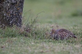 Gray partridge (Perdix perdix), Emsland, Lower Saxony, Germany, Europe